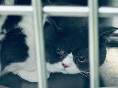 -艾吉宠物医院·疑难杂症转诊中心·猫友好(碧江路院)