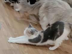 -COLOR PETS 撸猫馆·购猫·猫咖(长风大悦城店)