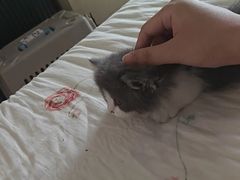 -欣宠猫屋·矮脚拿破仑·蓝金金渐层