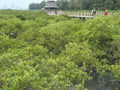 -北海金海湾红树林生态旅游区