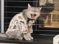 -楼上猫咖(罗湖店)