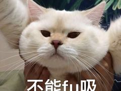 -猫街饭团(顶澳仔猫街店)