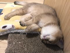 -屋虎猫馆(宝安大仟里店)