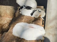 -北京鹿世界主题园