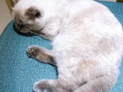 -藏猫猫咖啡主题馆(中央大道店)