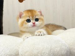 -猫十亿·布偶金渐层·曼基康矮脚猫舍(青年路店)