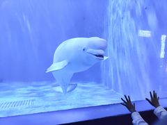 -多彩贵州城极地海洋世界