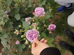 -上海辰山植物园