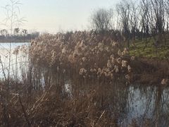 -杭州湾海上花田景区