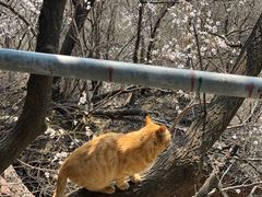 -妙峰山风景名胜区
