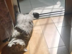 -纳吉亚猫专科动物医院·北北分院