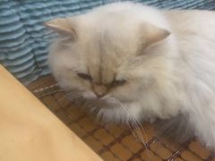 -佳雯宠物医院·皮肤科·内外科(春晓路分院)