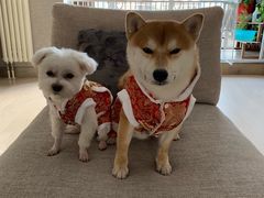 -FAELING PETS美天灵宠物(富力广场店)