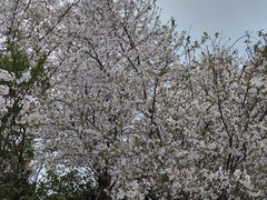 -武汉紫薇都市田园