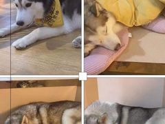 -Husky Go! 哈士奇体验馆·宠物咖啡厅狗咖