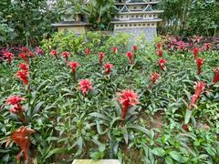 -南宫五洲植物乐园