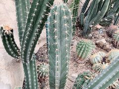 -北京植物园-展览温室