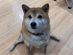 -是阿柴呀！柴犬咖啡·爱喵喵猫咖