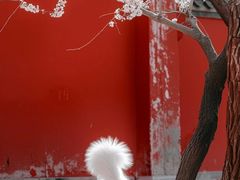 -海棠烟雨公园