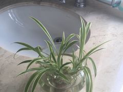-新湖明珠城
