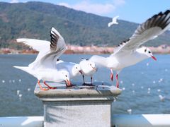 -海埂大坝
