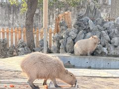 -合肥野生动物园