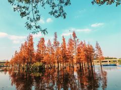 -白鹭湾湿地公园