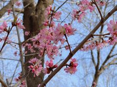 -桃花堤公园