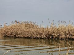 -宁波杭州湾国家湿地公园
