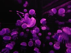 -烟台海昌鲸鲨海洋公园