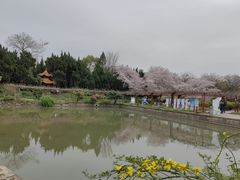 -嘉定紫藤园