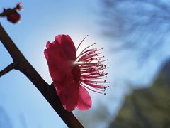 -北京鹫峰国家森林公园