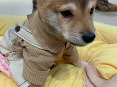 -逗柴咖啡屋·狗咖猫咖宠物桌游