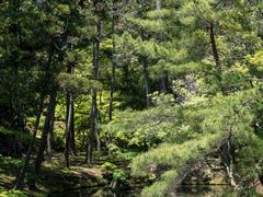 -西芳寺(苔寺)