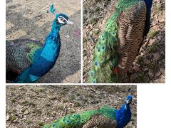 -常州淹城野生动物世界