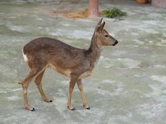 -深圳野生动物园