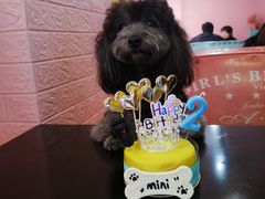 -百好乐宠物友好餐厅(朝外大街店)