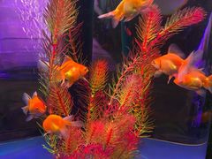 -梦幻海洋王国(吾悦广场张家港店)