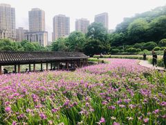 -龙头寺公园