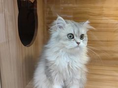 -猫十亿·布偶金渐层·曼基康矮脚猫舍(青年路店)