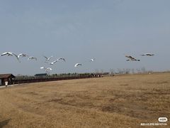 -盐城丹顶鹤湿地生态旅游区
