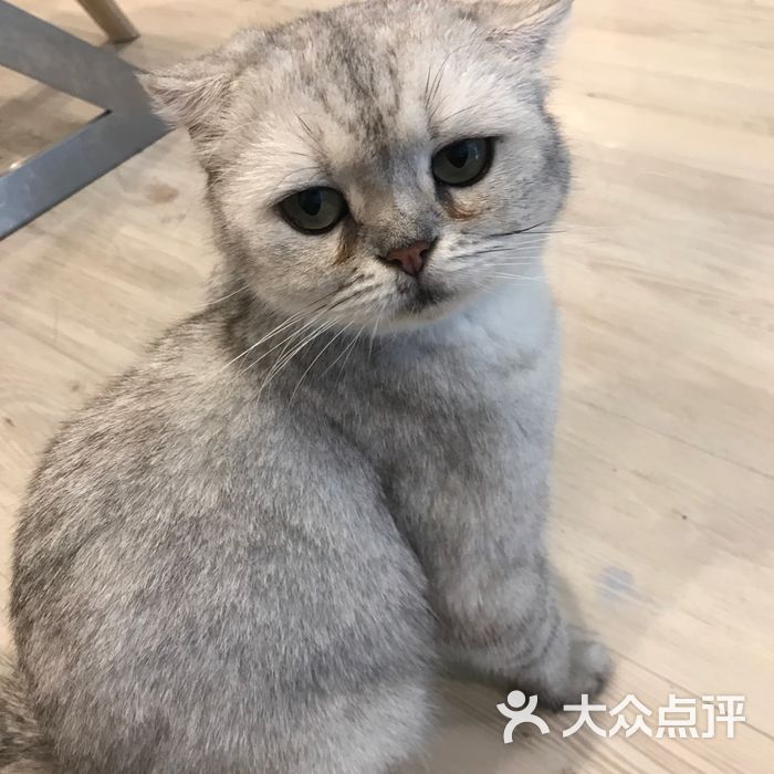 喵星球catplanet