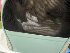 -米苏动物医院·犬猫专科·骨科外科内窥镜