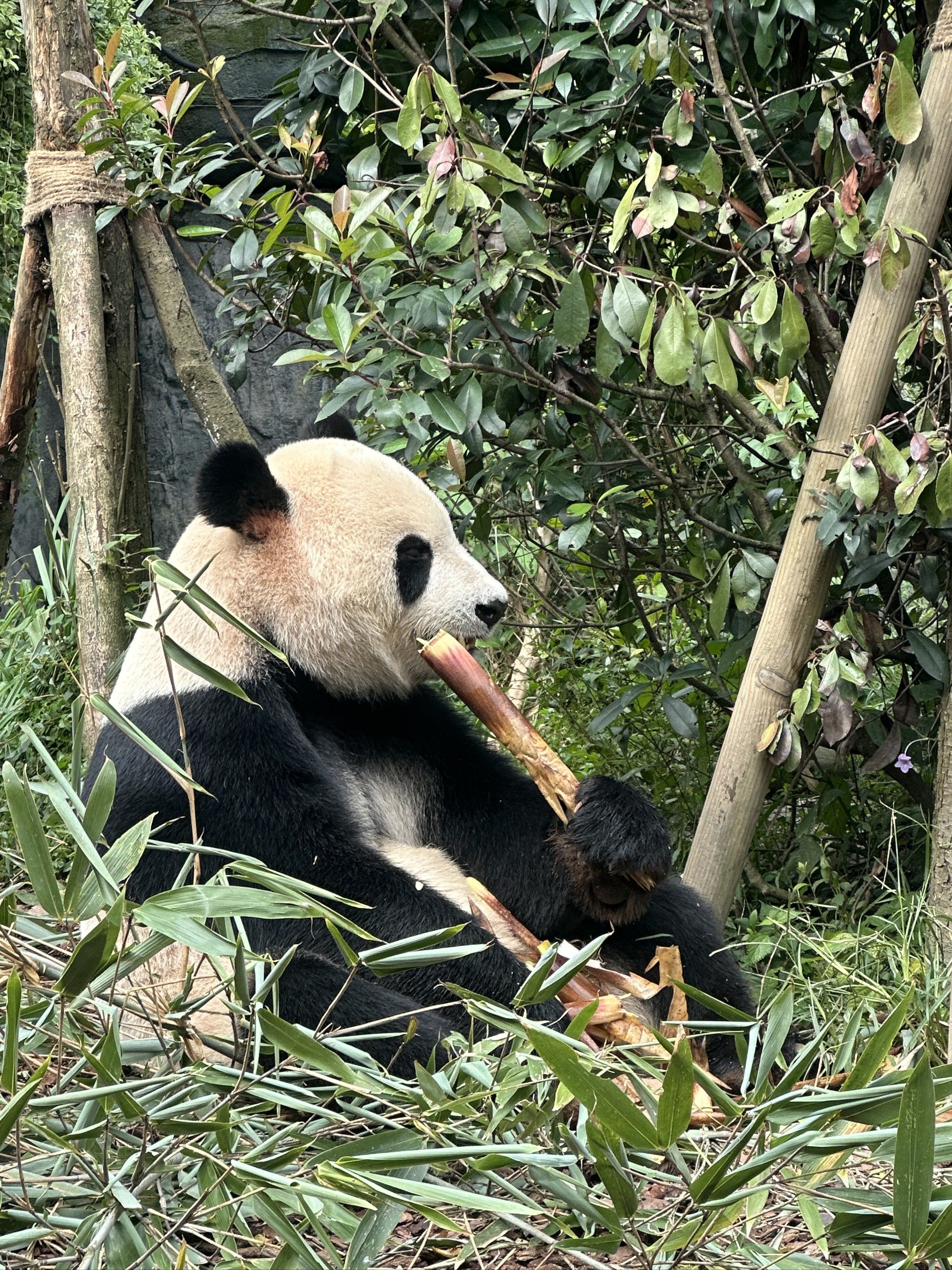 都江堰熊猫谷
