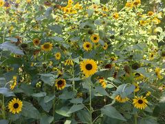 -国家植物园南园