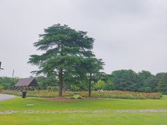 -上海滨江森林公园