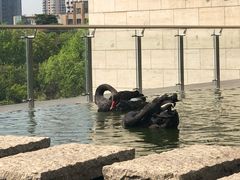 -行者书屋大堂吧 ·下午茶(南京圣和府邸酒店)