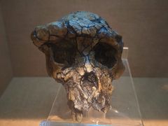 -国家自然博物馆