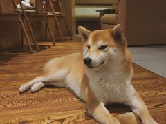 -柴务处·柴犬主题狗咖