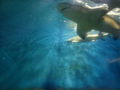 -北戴河圣蓝海洋公园